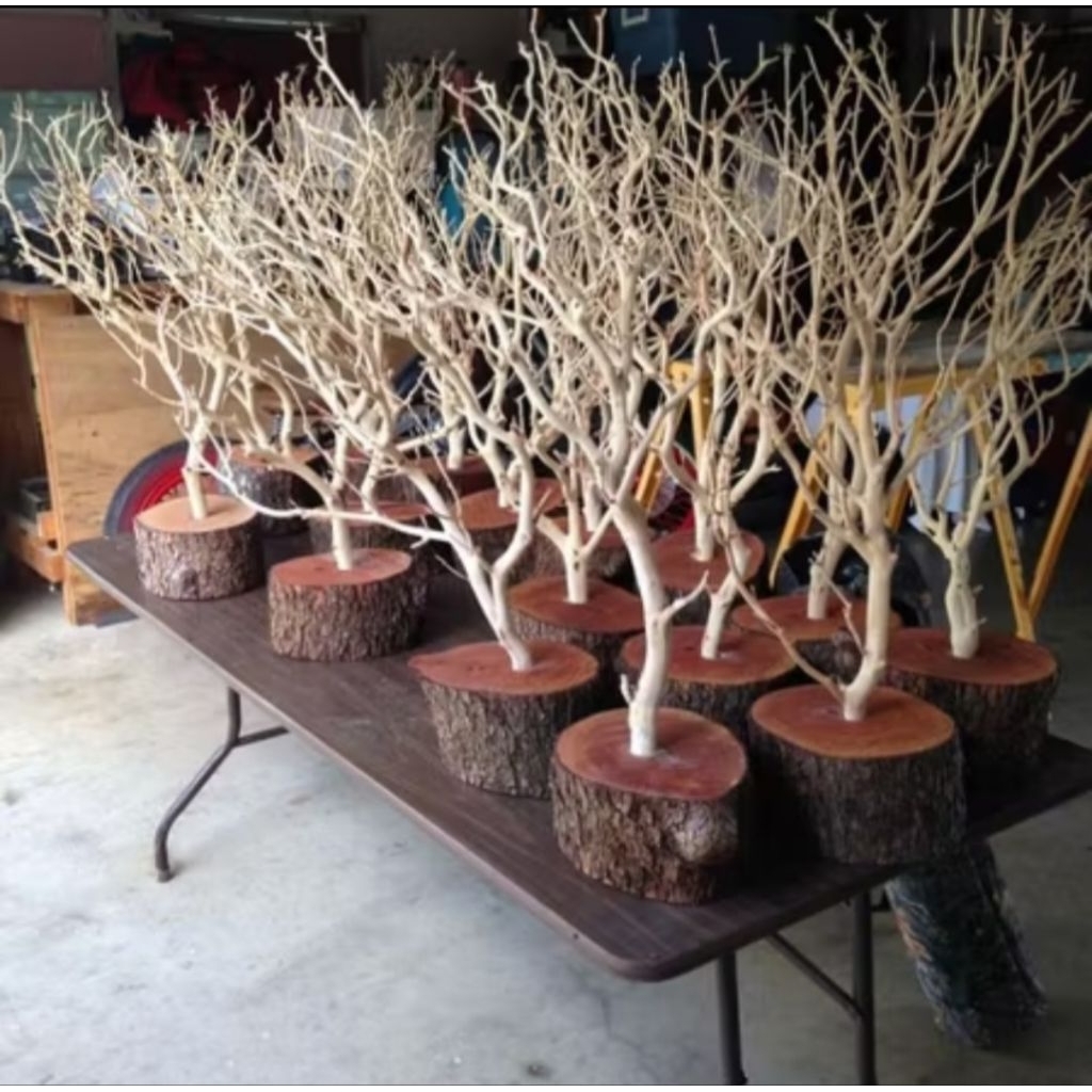 ranting pohon kering bahan dekorasi estrtic tinggi 1m