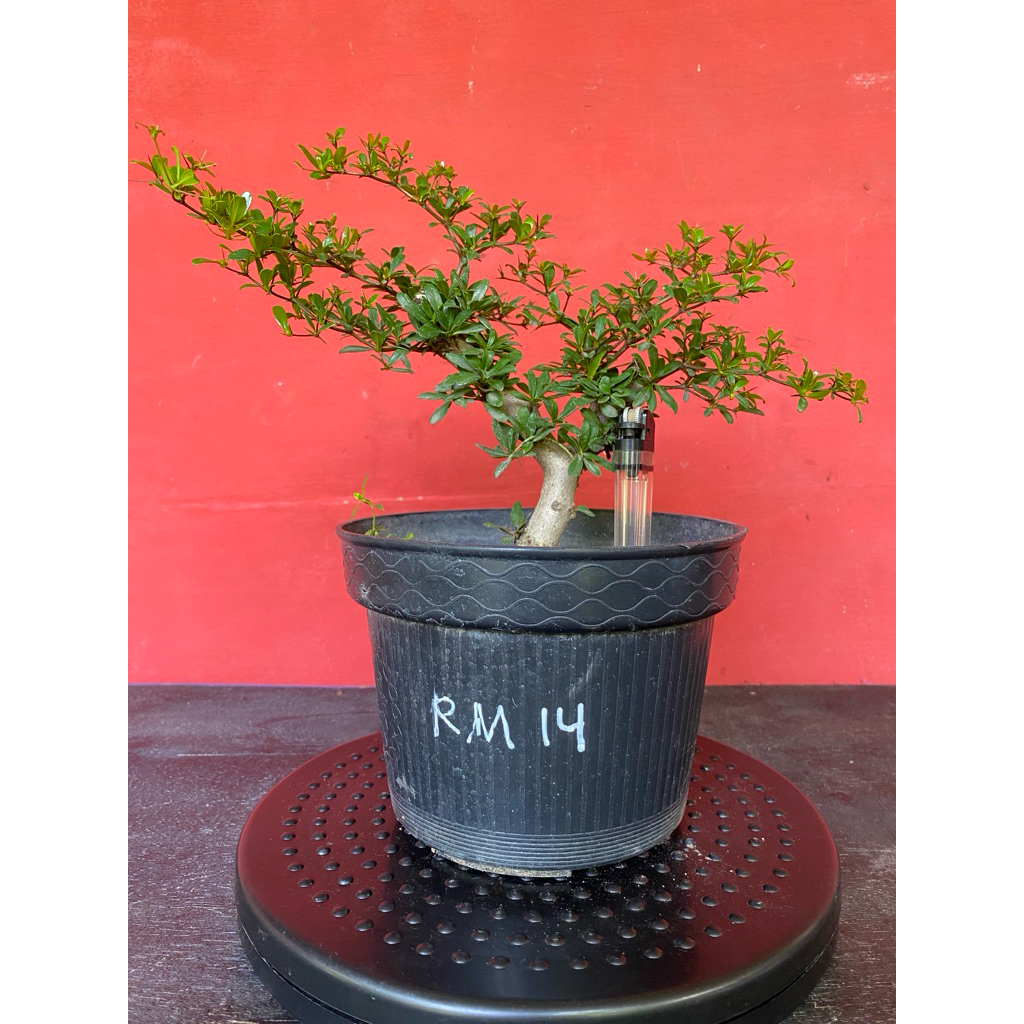 Bahan Bonsai Black Olive