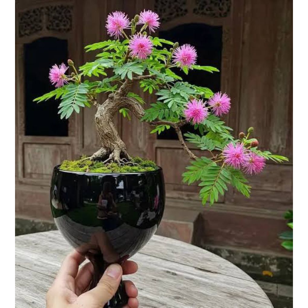 bahan bonsai putri malu hidup