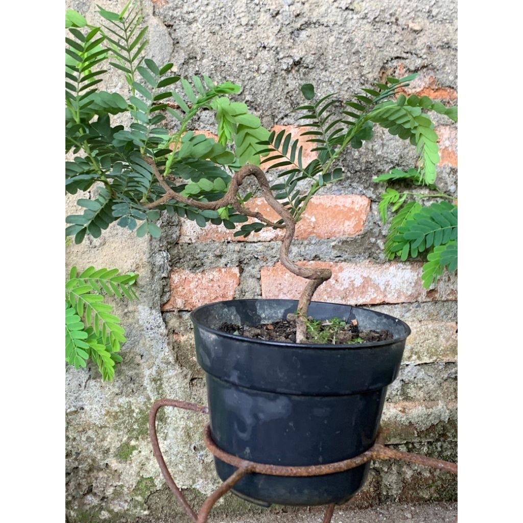 Bonsai Asem Jawa Mini — Batang Meliuk Unik, Daun Rimbun Segar, Siap Pajang