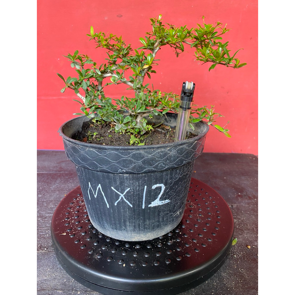 Bahan Bonsai Black Olive