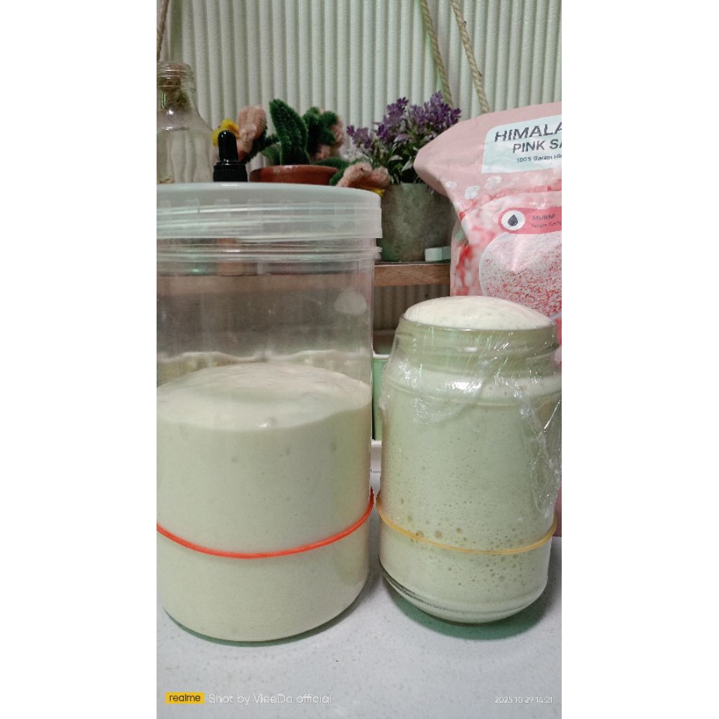 Starter Sourdough aktif