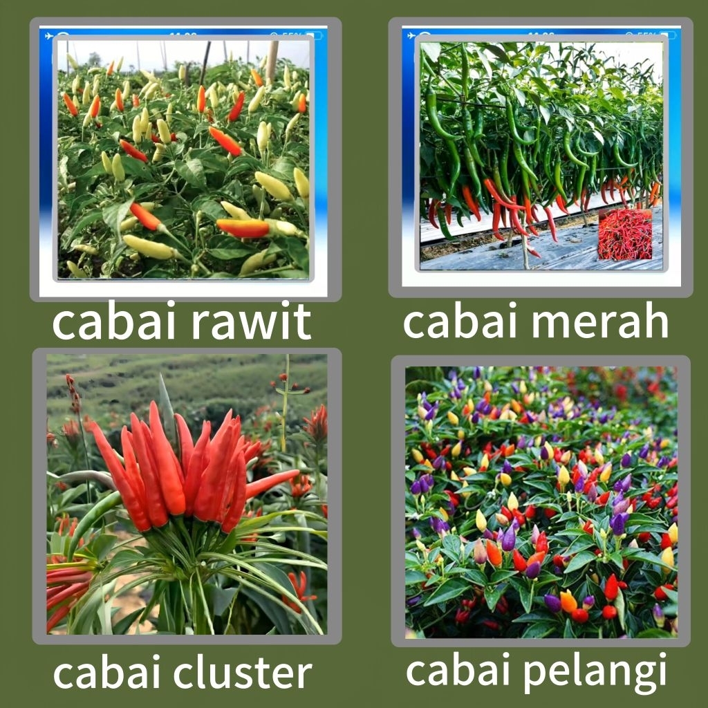 Bibit cabai merah bibit cabai cluster bibit cabai rawit bibit cabai pelangi