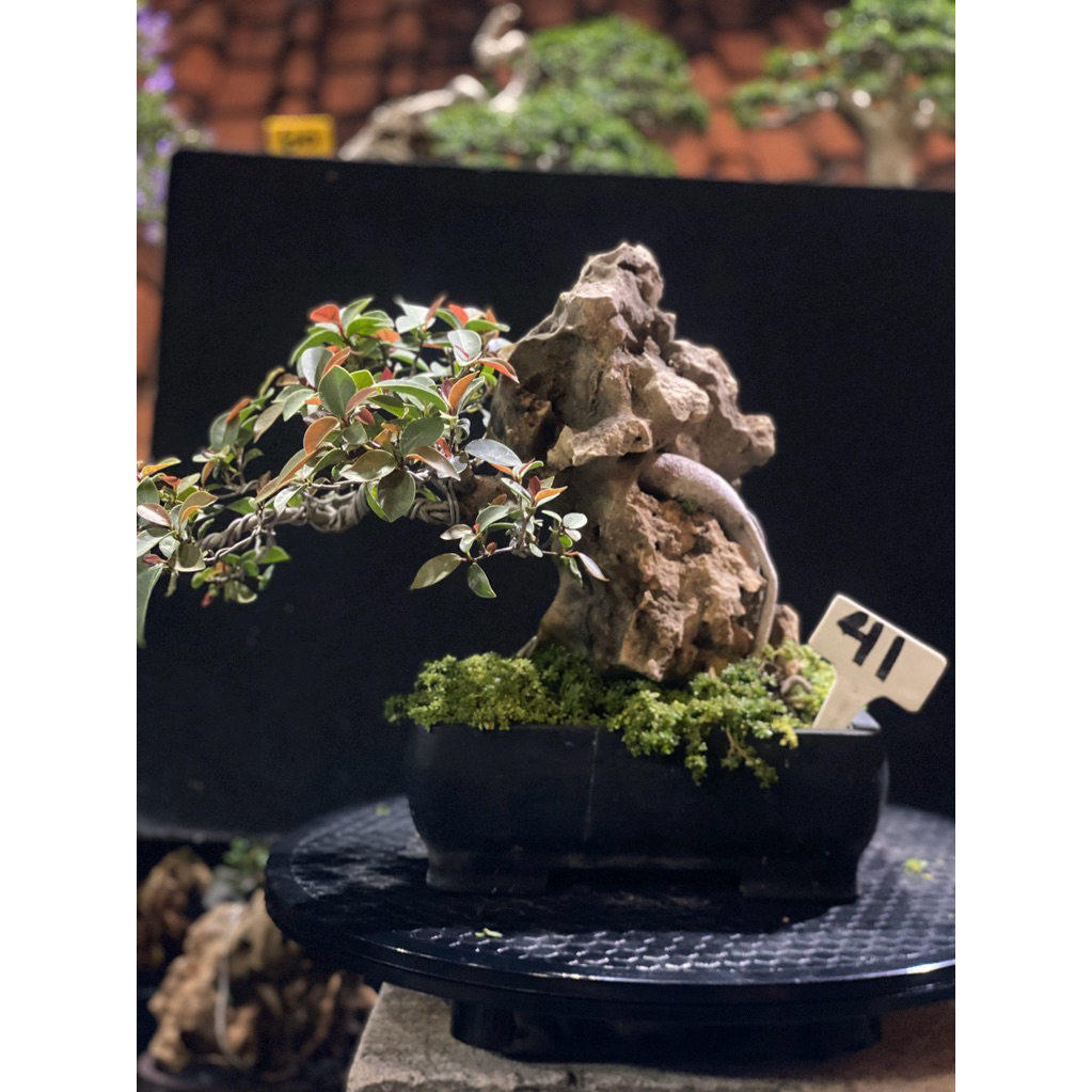 Bonsai Ficus Silver Otr small