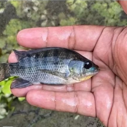 ikan nila warna hitam nila kekar nila nirwarna 2 jarian