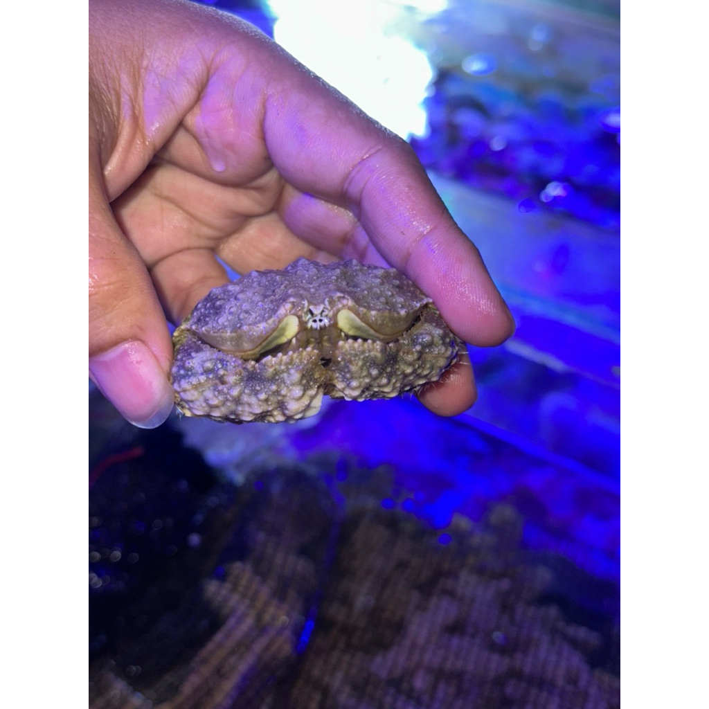 kepiting hias box crab