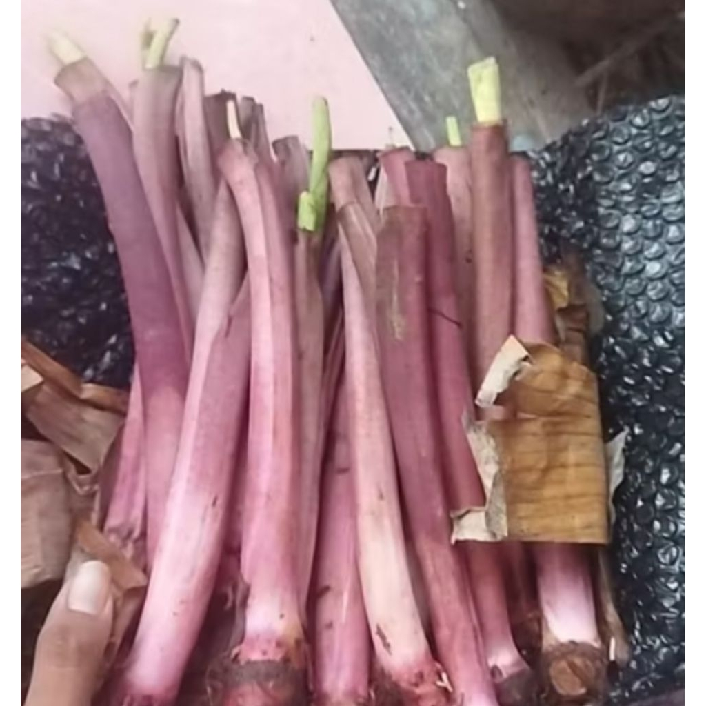 bibit talas pratama 3 talas unggu unggul