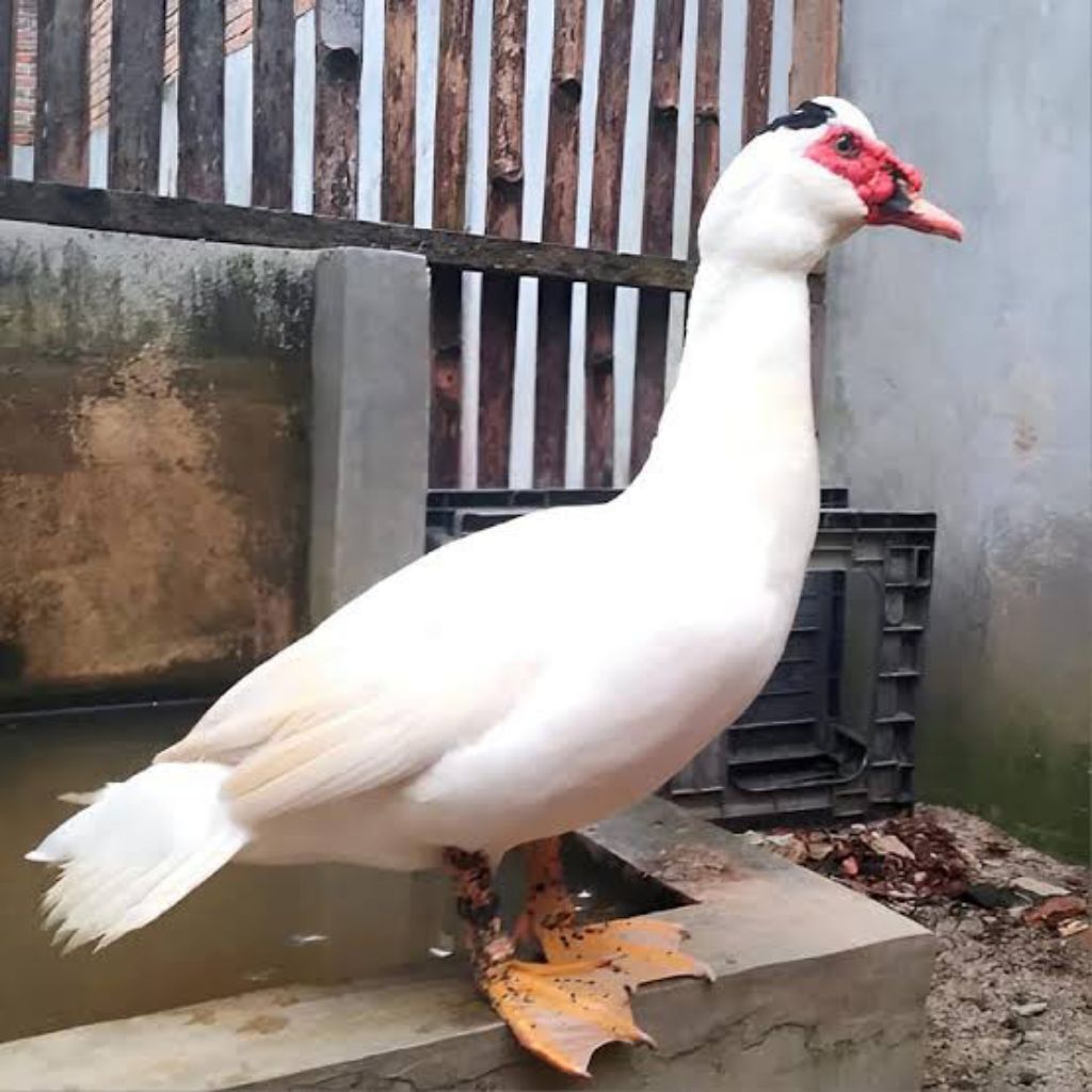 KHUSUS INSTAN Bebek Entok / Entog / Kuyuk - Hidup