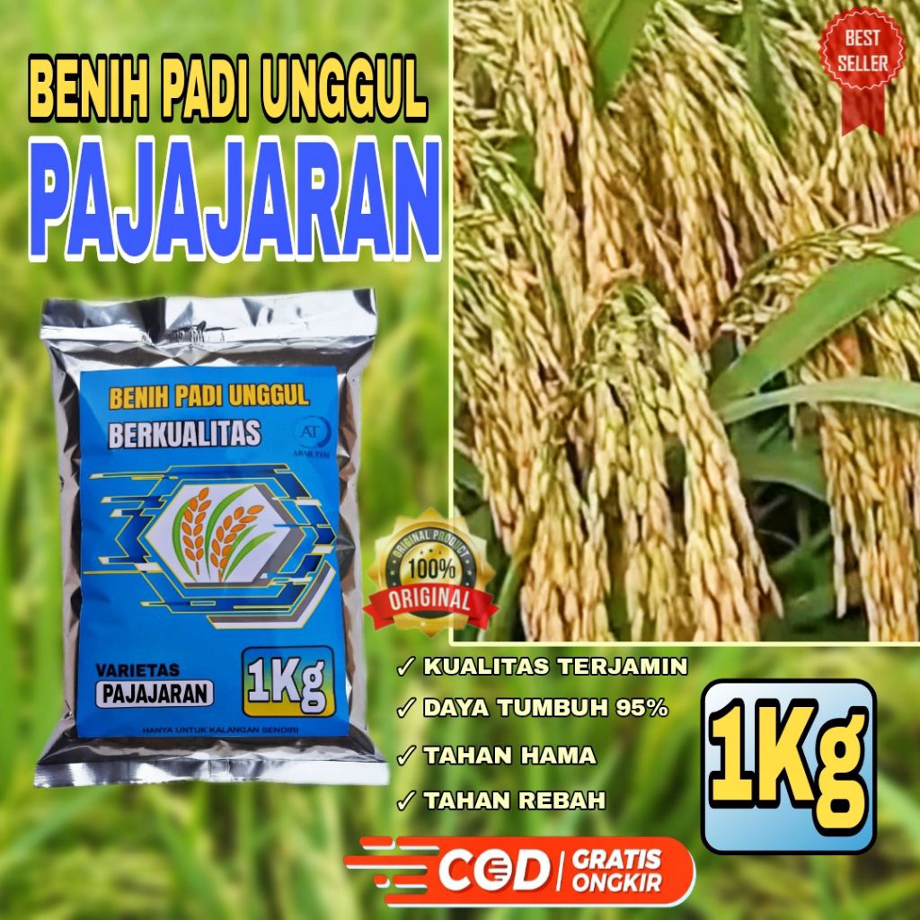 BENIH PADI PAJAJARAN KEMASAN 1KG BIBIT PADI UNGGUL ORIGINAL