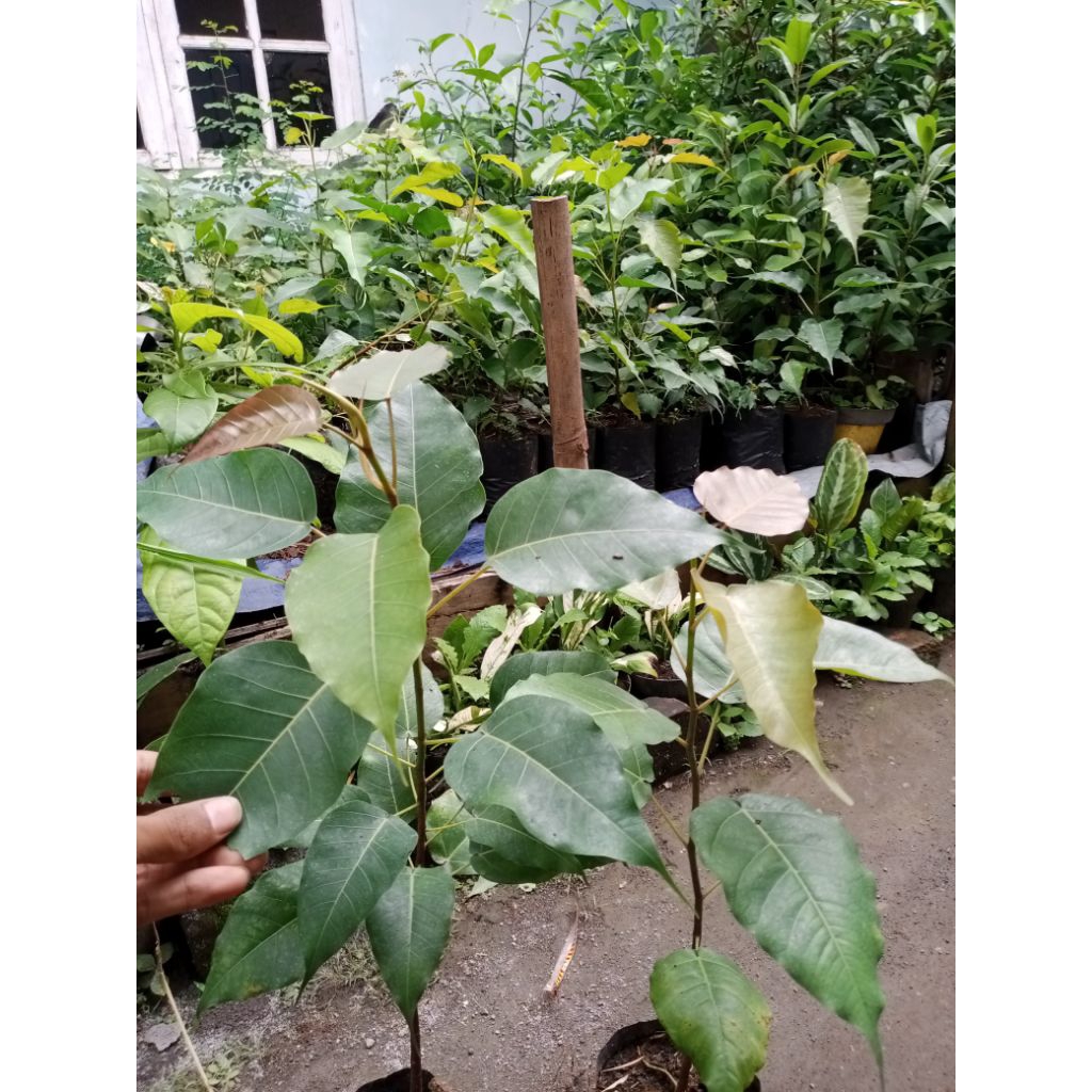Bibit pohon ficus bodhi
