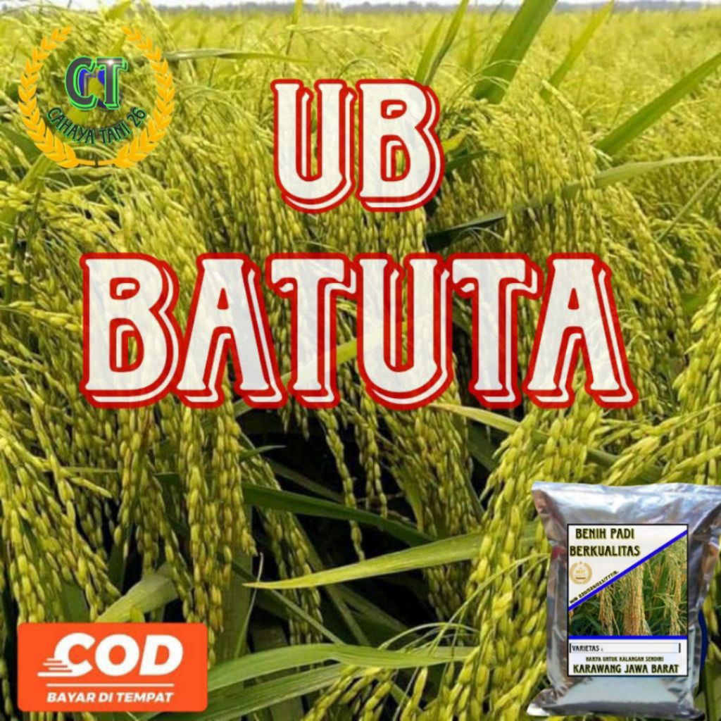 BENIH PADI UB BATUTA 1KG