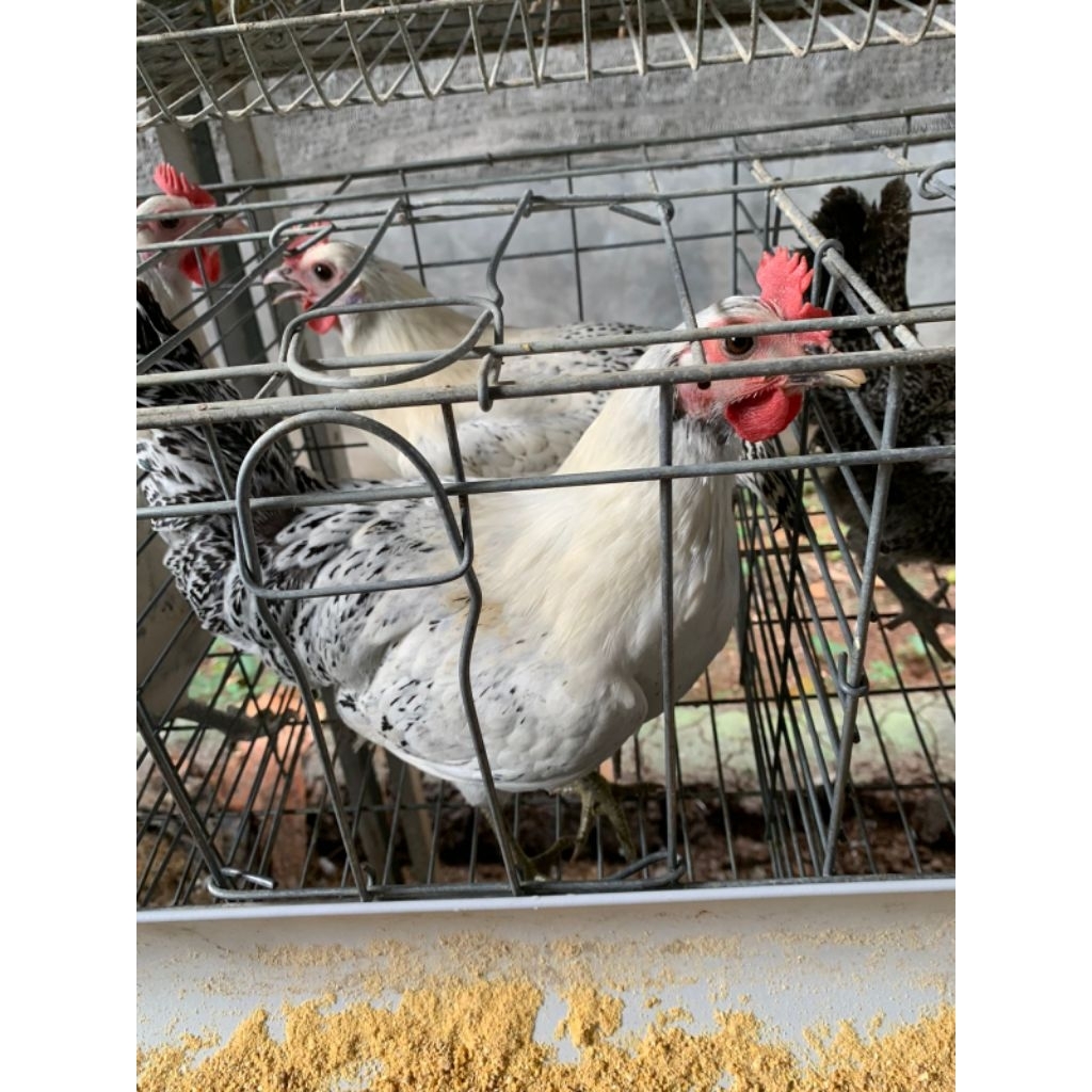 Betina ayam arab petelur usia 5 Bulan