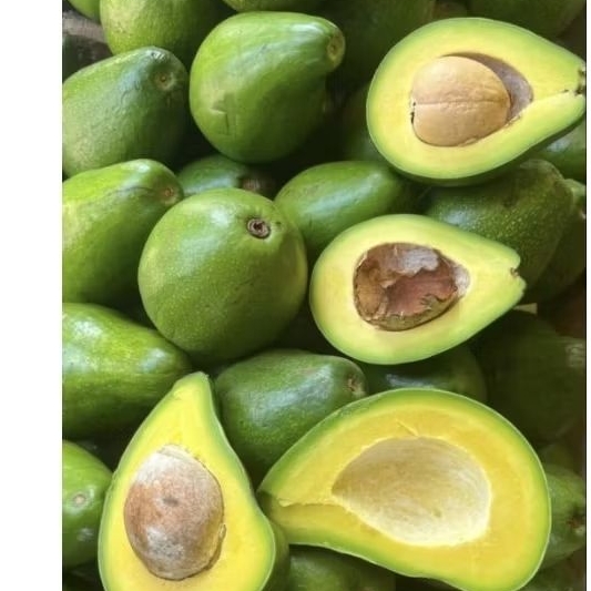 buah alpukat mentega lampung timur