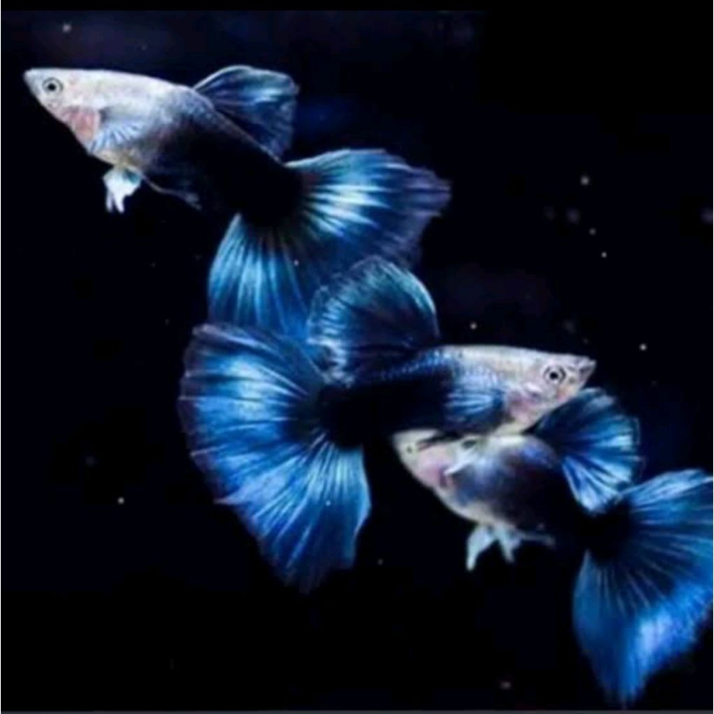 ikan Guppy blue neon biru untuk aquascape hias tankmate bagian atas aquarium