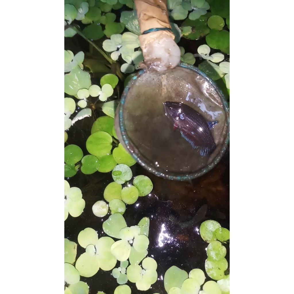 poster cupang bagan female partai