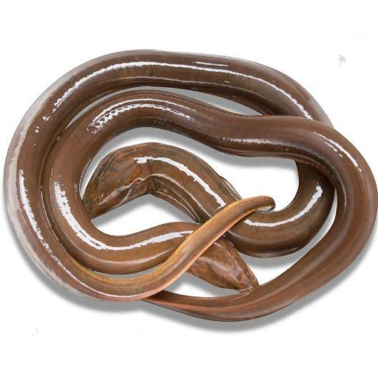 Ikan Belut / Ikan Belut Hidup / Ikan Belut Segar / Ikan Belut 1Kg / Ikan Belut Sawah / Ikan Segar 1K