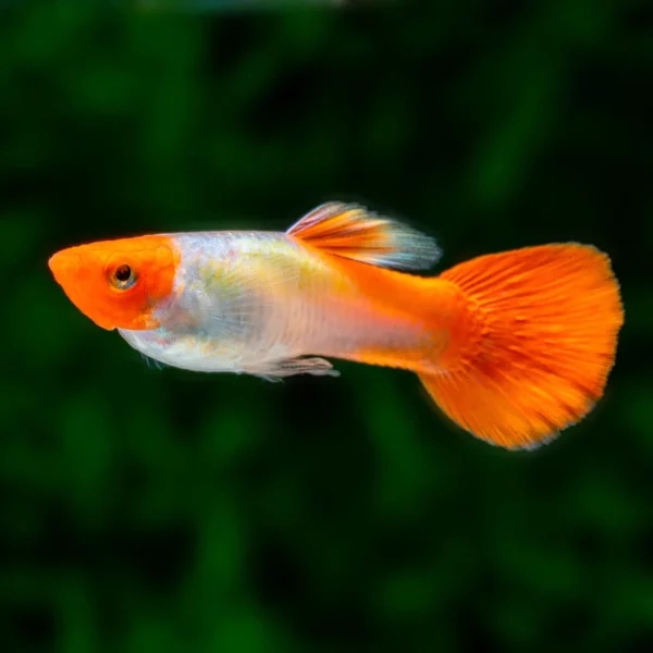 hiasan aquarium guppy red koi