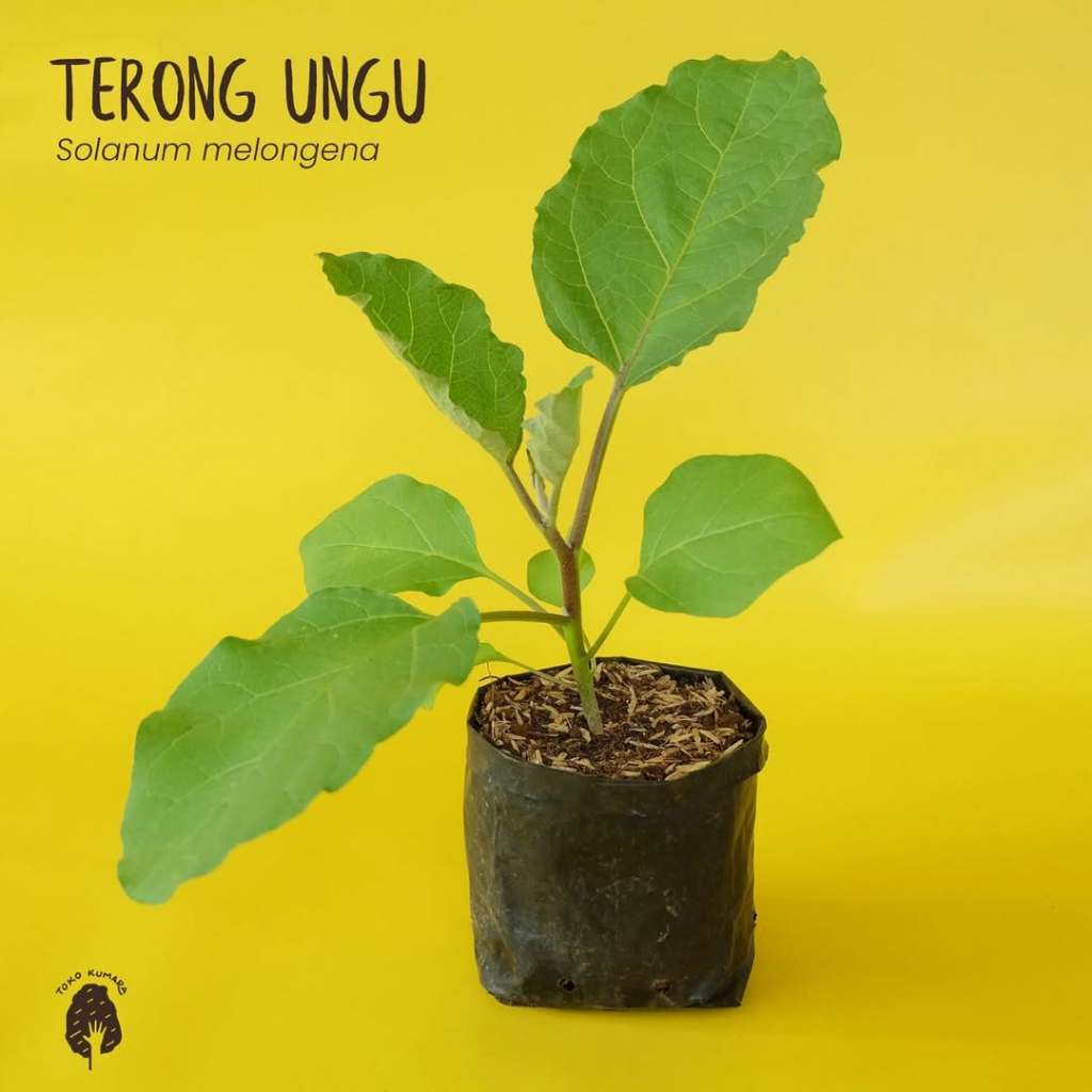Bibit Terong Ungu Beli1 Gratis1 Bibit Terong Ungu Siap Tanam Bibit Terong Ungu Besar Dan Panjang