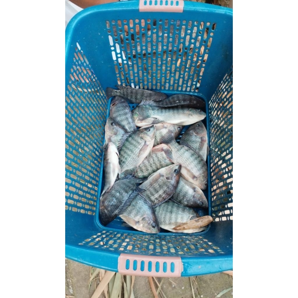 IKAN NILA BIOFLOK SEGAR