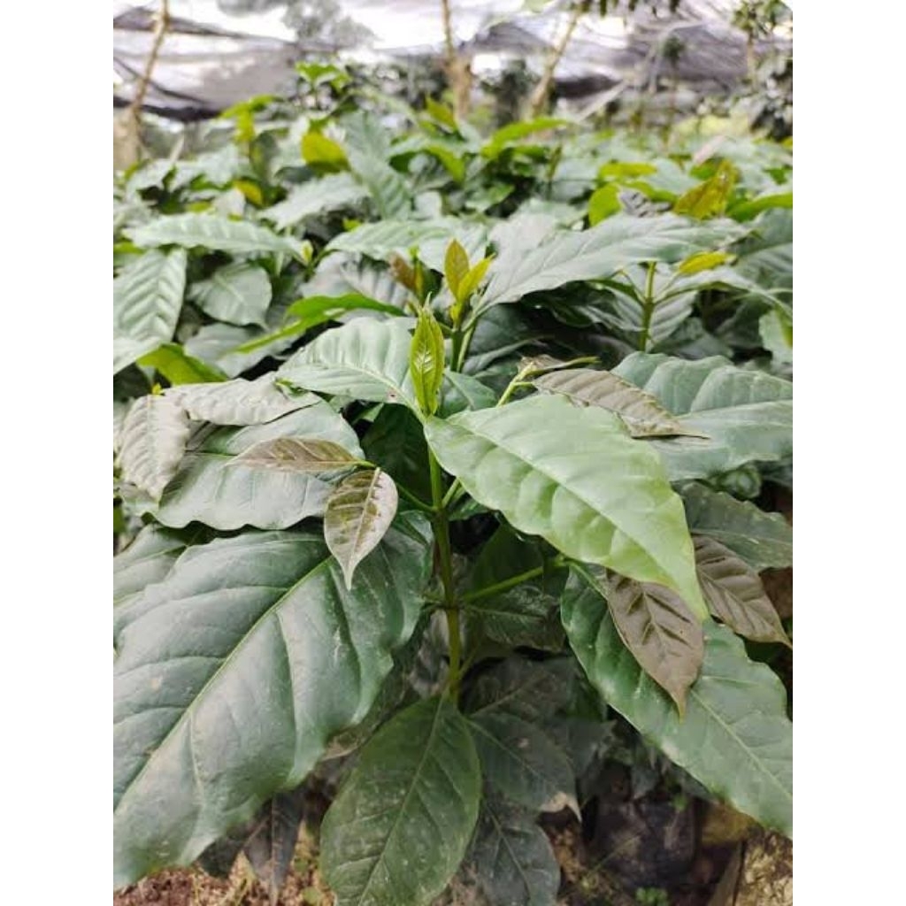 30 bibit kopi arabika ateng super unggulan dapat bonus 3 bibit kopi