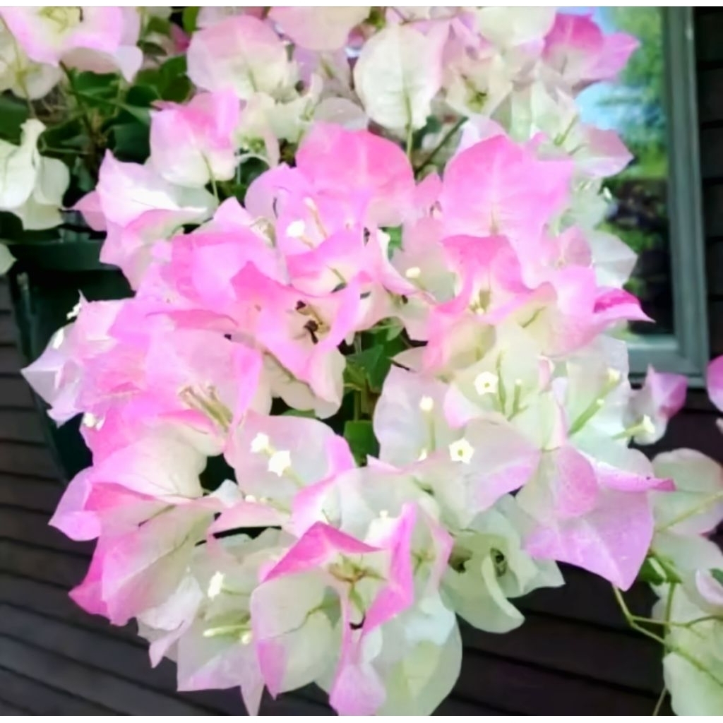 Bunga Bugenvile BENGAWAN SOLO Orian / BOUGENVILLE Bengawan solo terbest seller