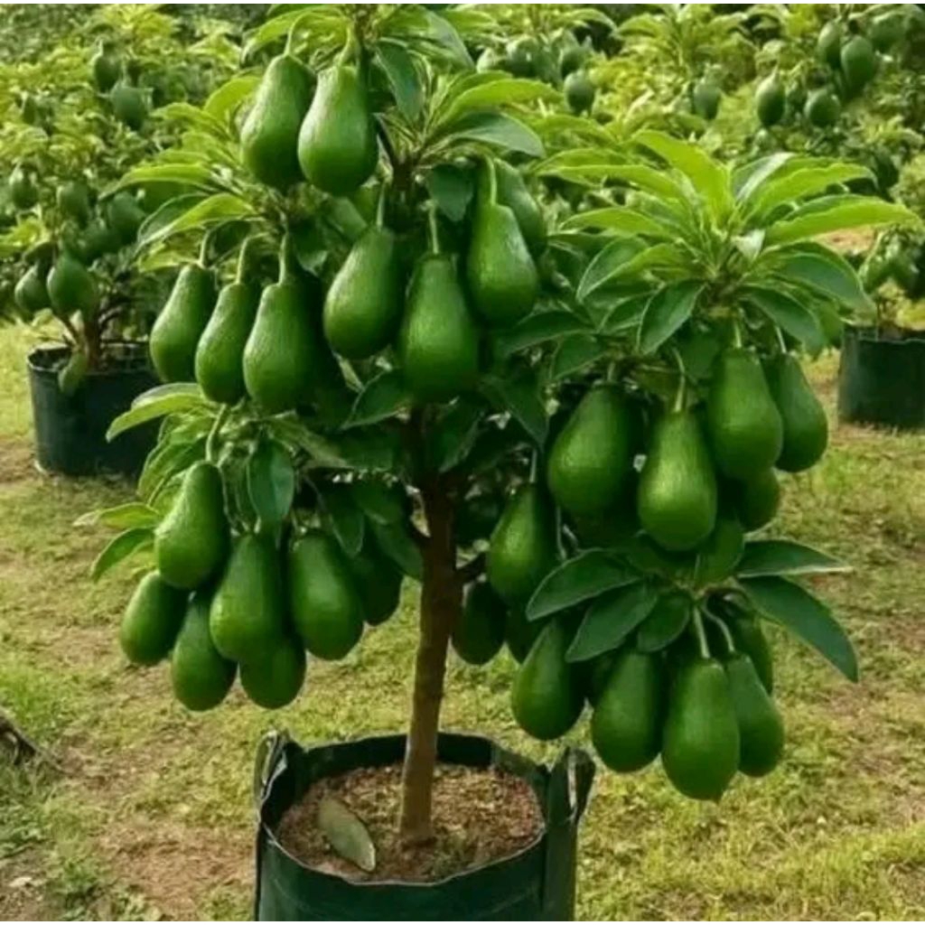 BIBIT ALPUKAT ALIGATOR OKULASI PAKET 3 BIBIT