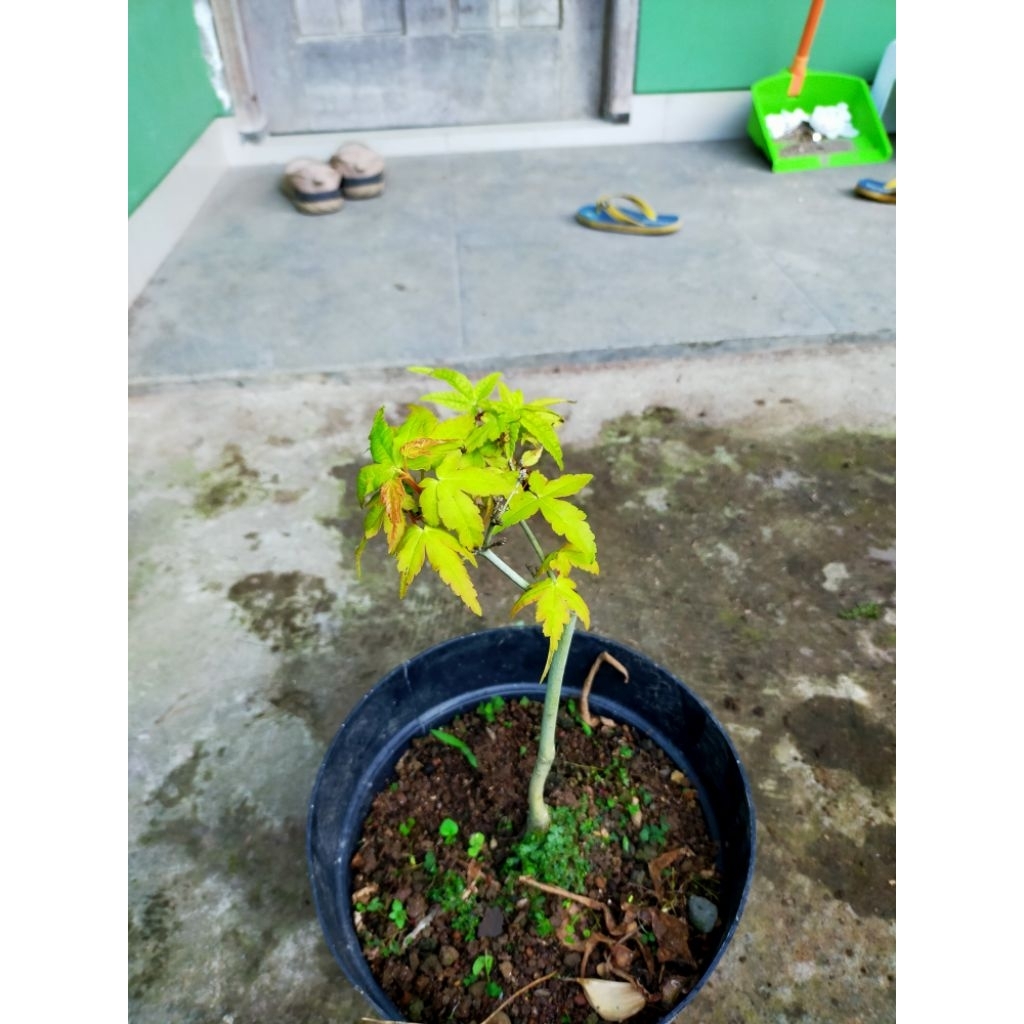 Japanese Golden Maple/ Golden Maple Japanese