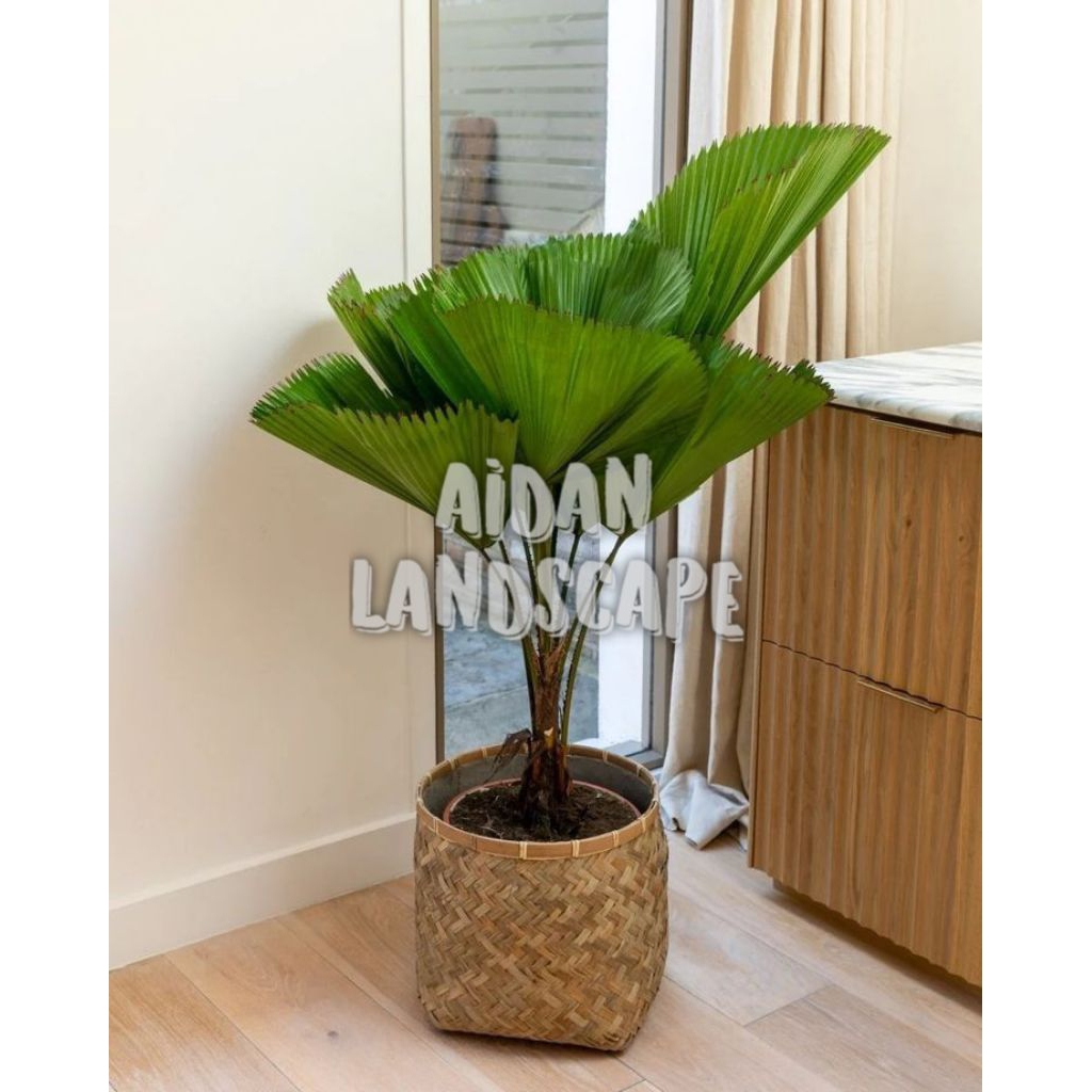 tanaman hias palem kol / palem kipas licuala grandis bibit palm