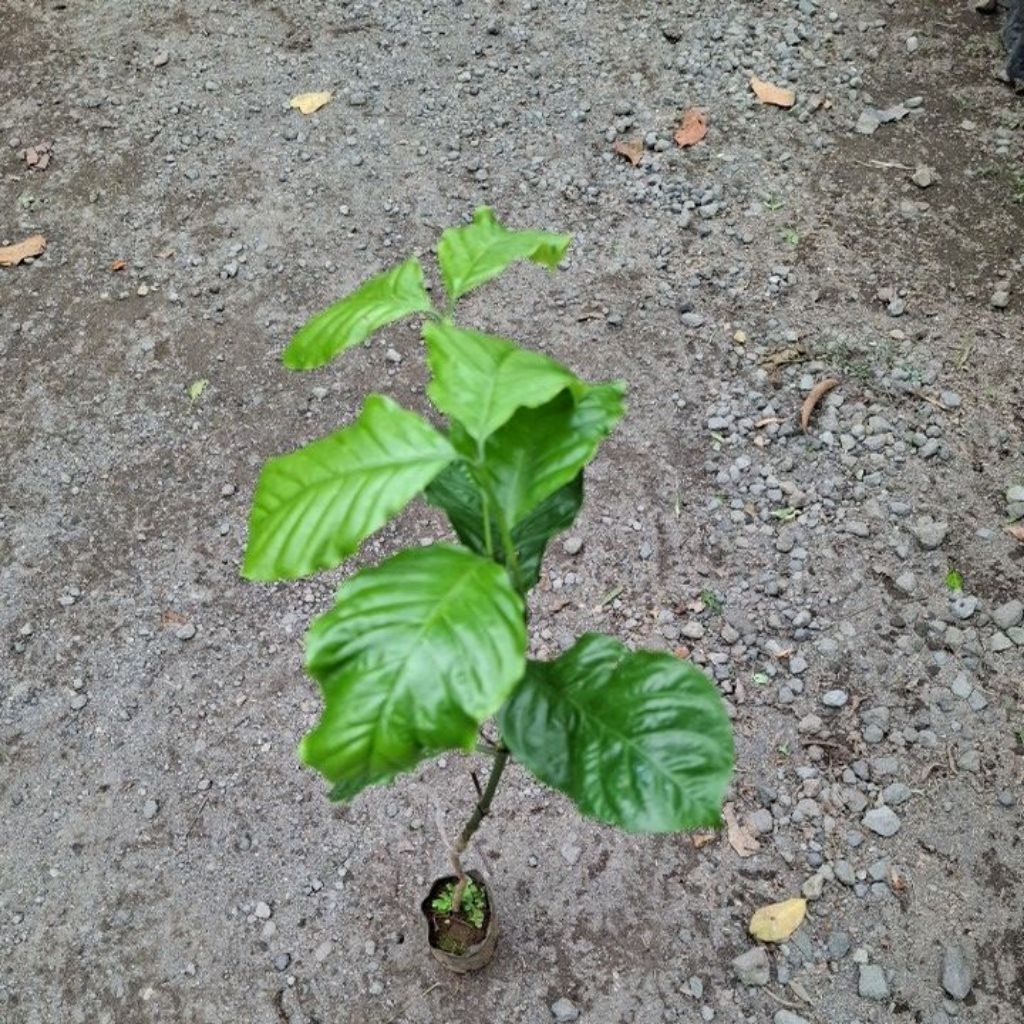 bibit tanaman kopi robusta okulasi