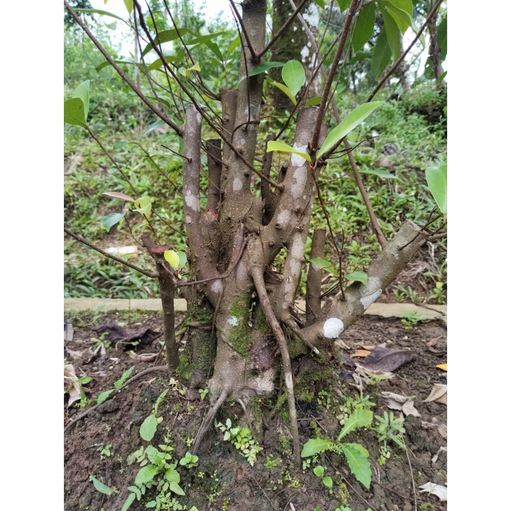 Bonsai kiara beringin iprik