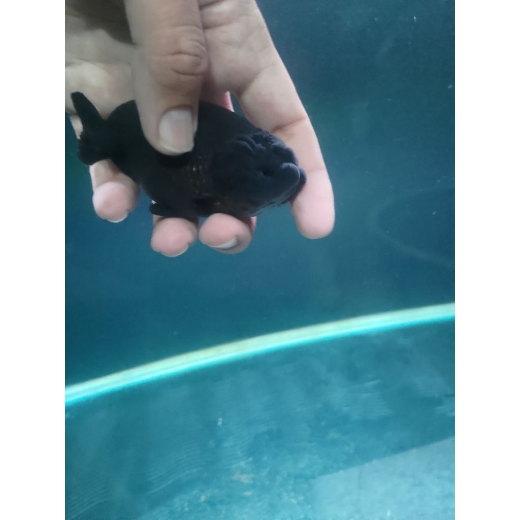 ikan koki ranchu black tinytail & callico blue base