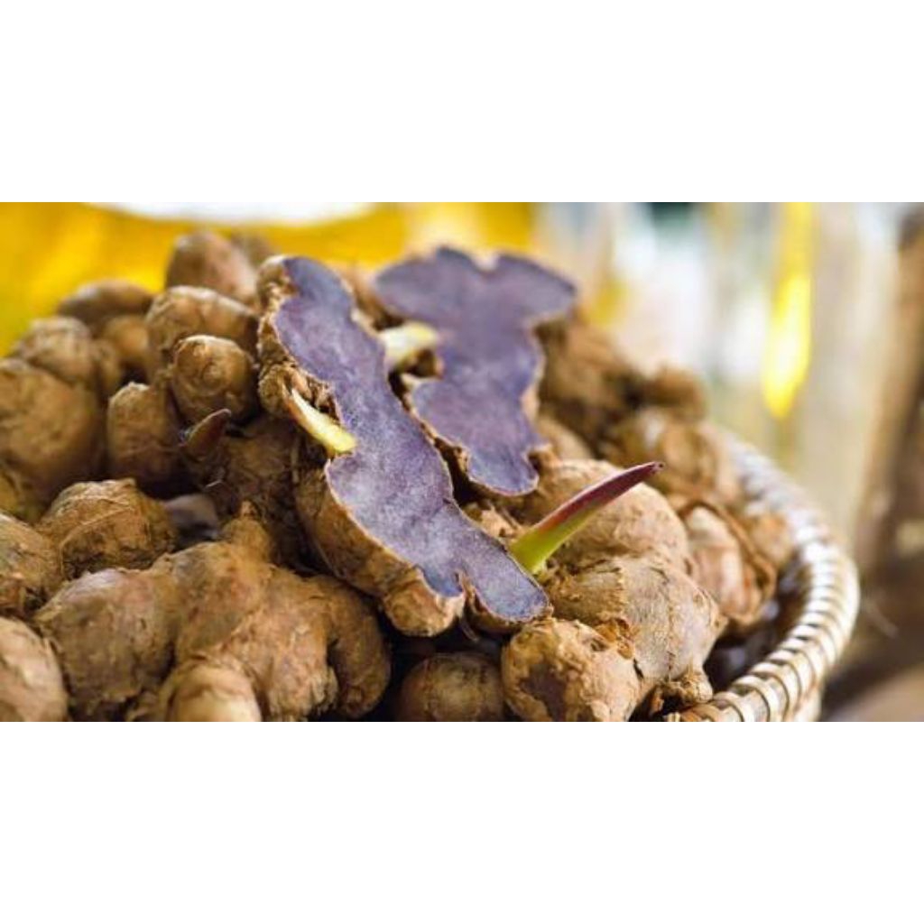 kunyit hitam asli fresh kunyit hitam 500gram