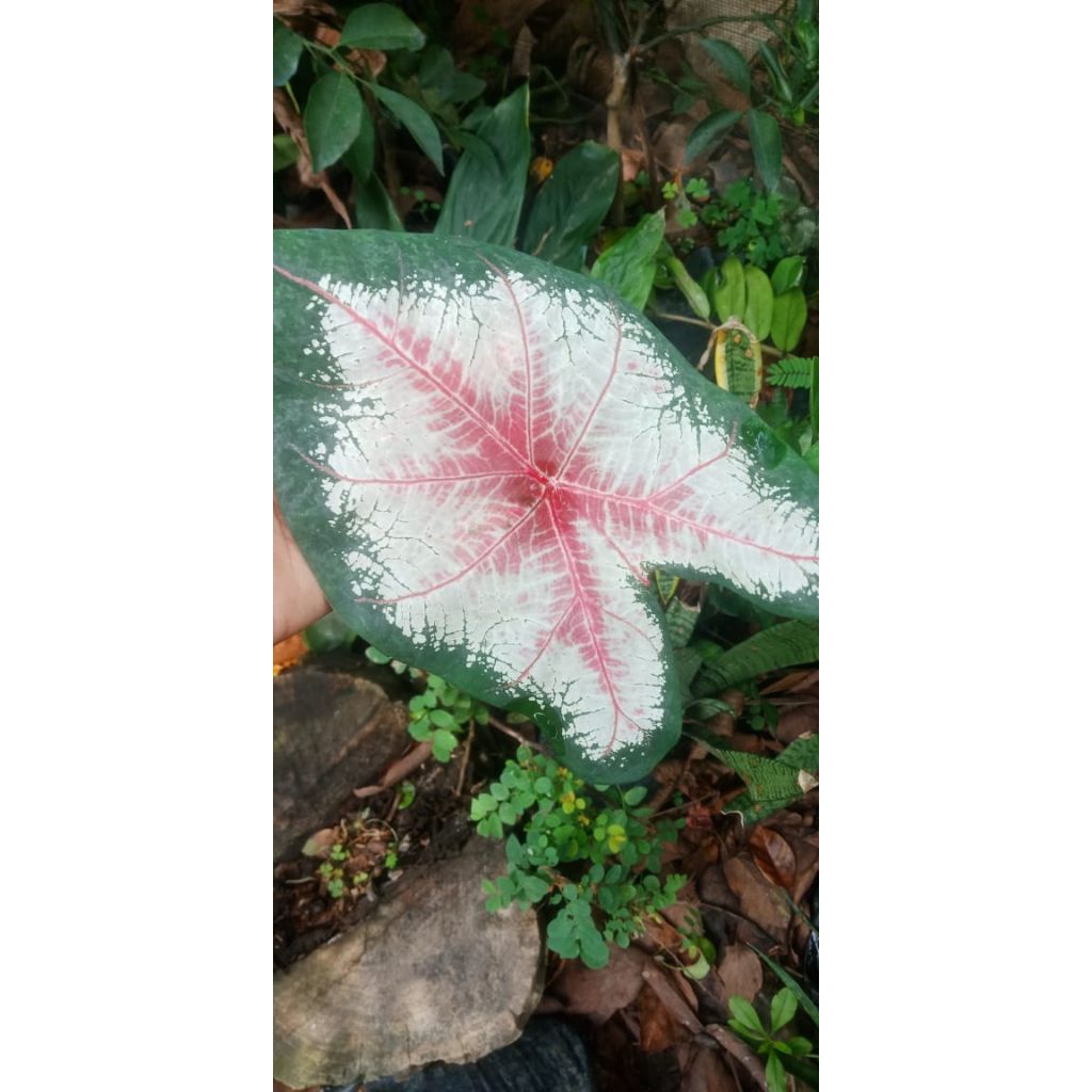 tanaman aneka jenis keladi