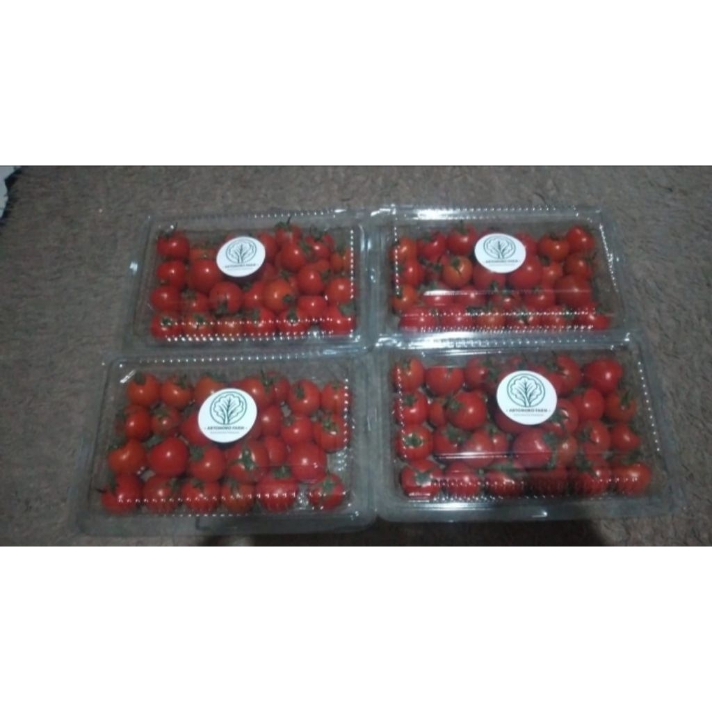 Tomat Cherry manis | Hidroponik