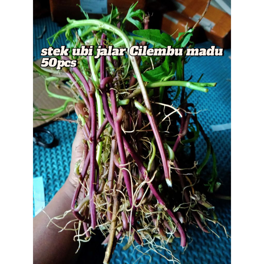 Paket hemat Cutting stek bibit ubi jalar Cilembu madu/ 50pcs