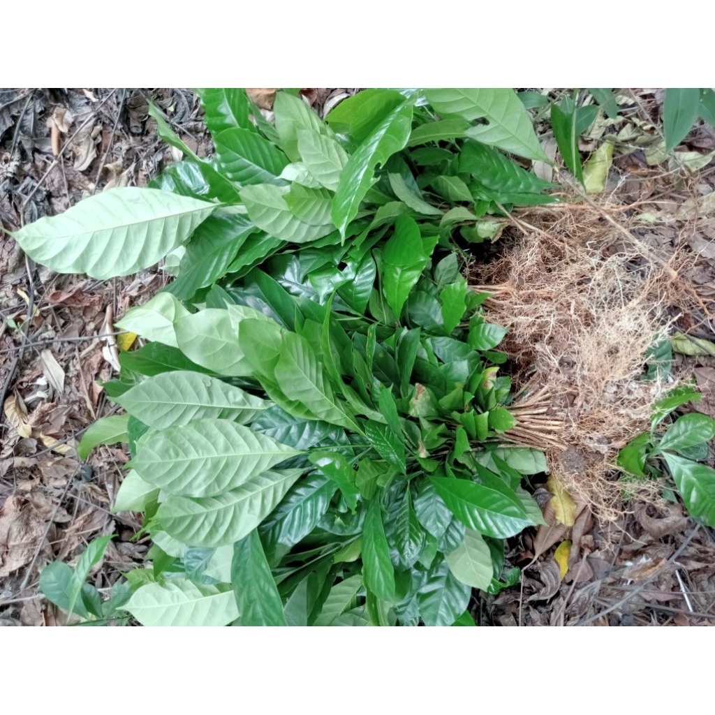 500 Batang bibit kopi Robusta klon Bagio pilihan