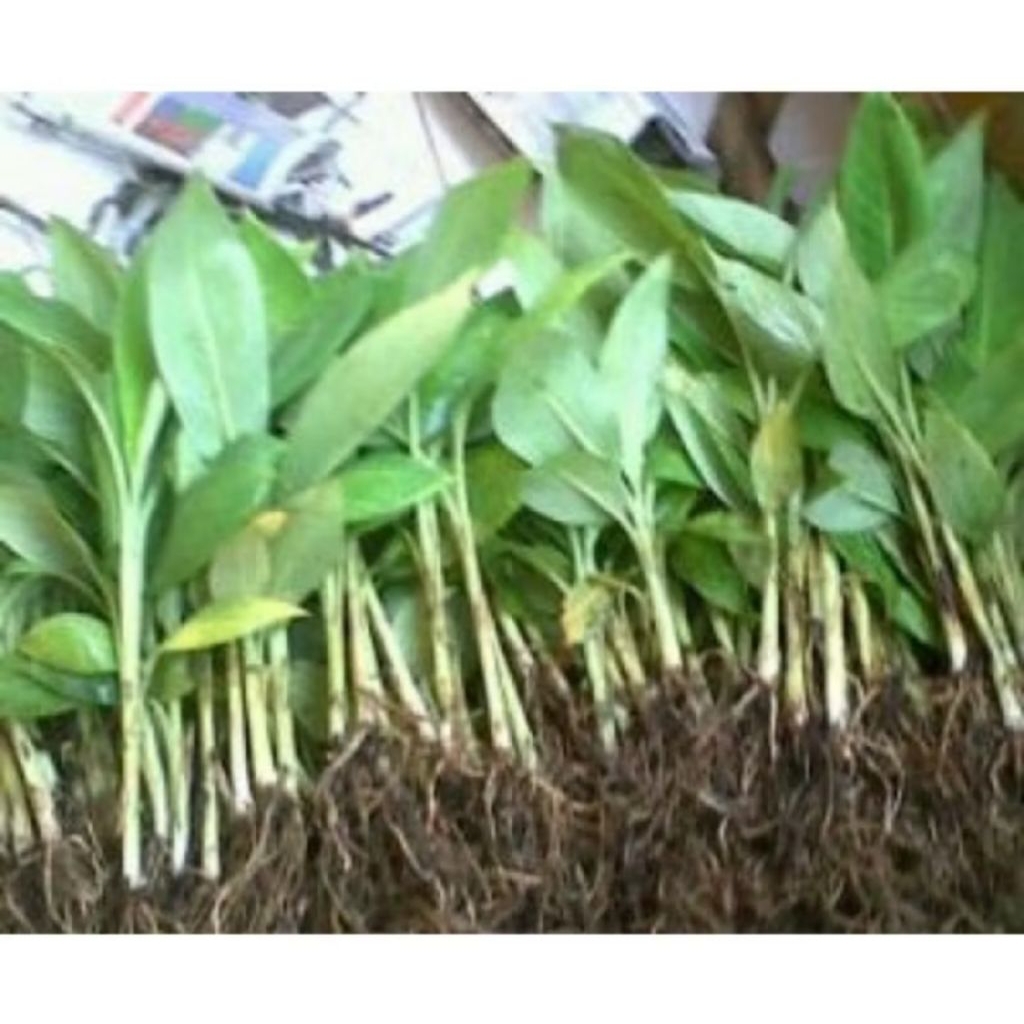 Termurah 2 Bibit Pisang Mas / Bibit Buah Pisang Mas / Pisang Emas Kirana