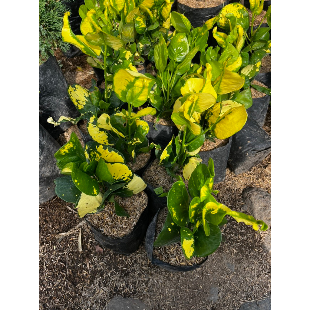 Puring Apel - Tanaman Hias Puring Apel - Tanaman Bunga Puring Apel - Puring Apel Berbentuk