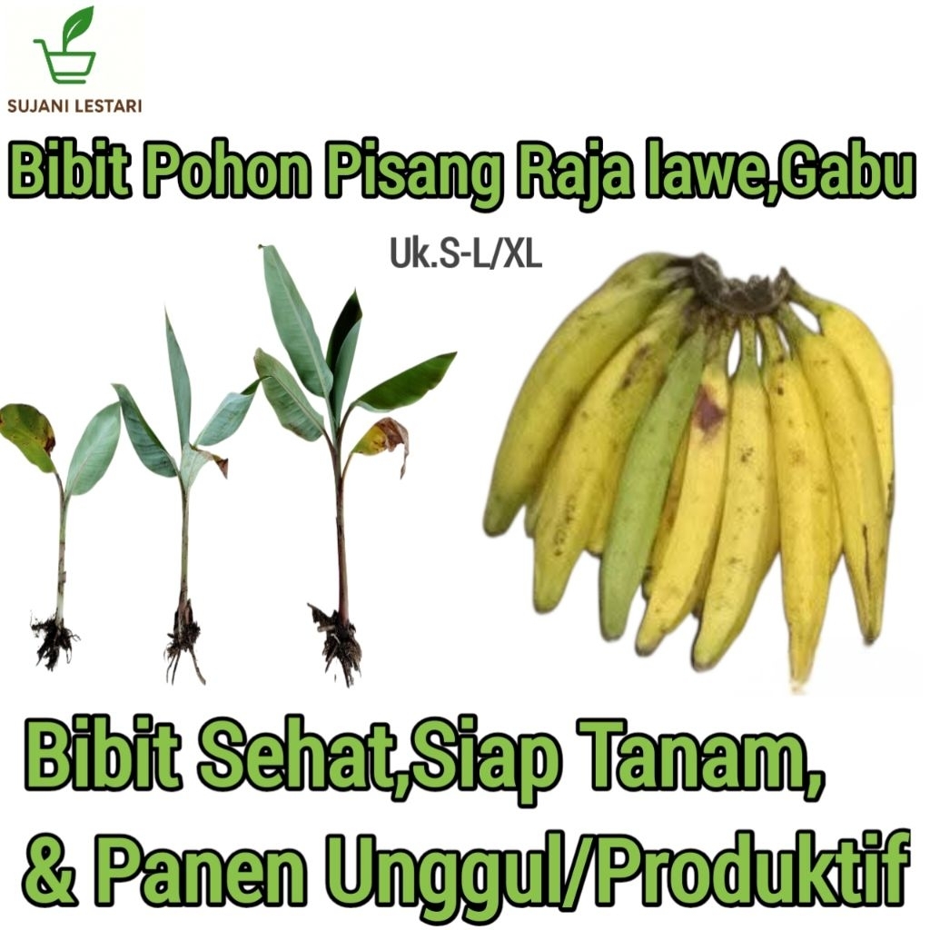 Bibit Pohon Pisang Raja lawe Asli,Sehat & Mudah Tumbuh - SUJANI LESTARI