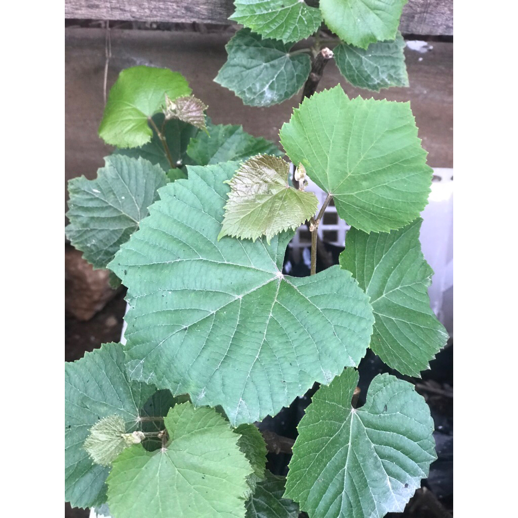bibit anggur s04 rootstoock batang bawah valid