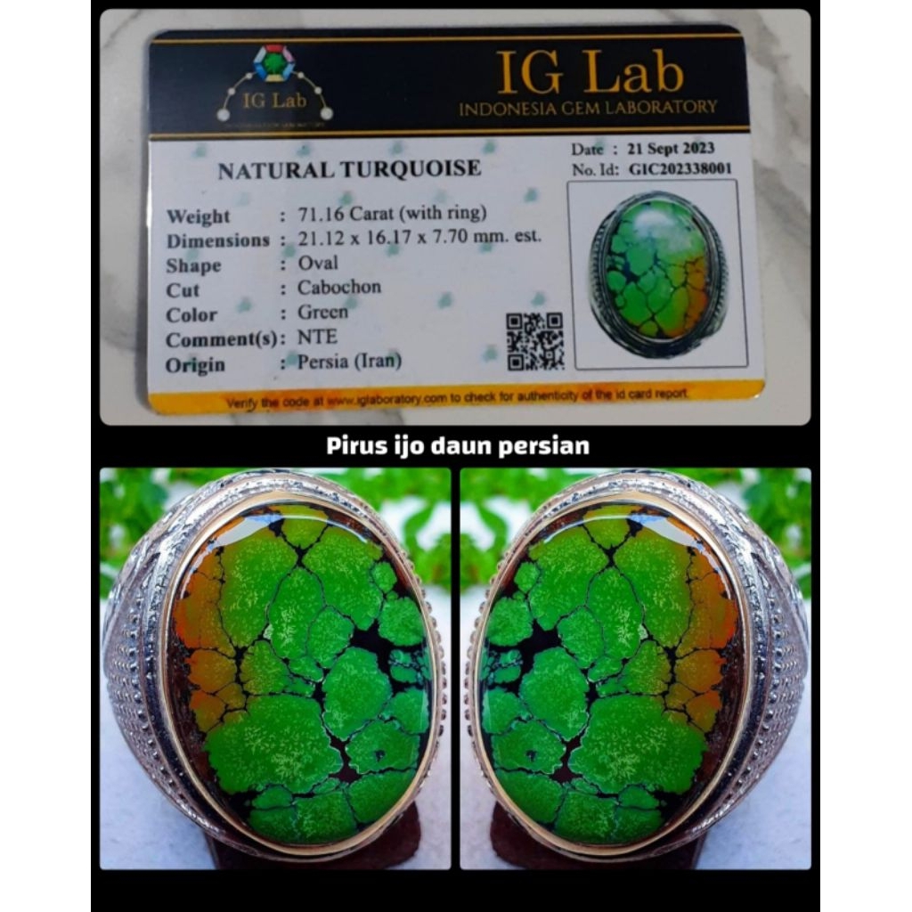 pirus hijau daun asli Persia multi colour