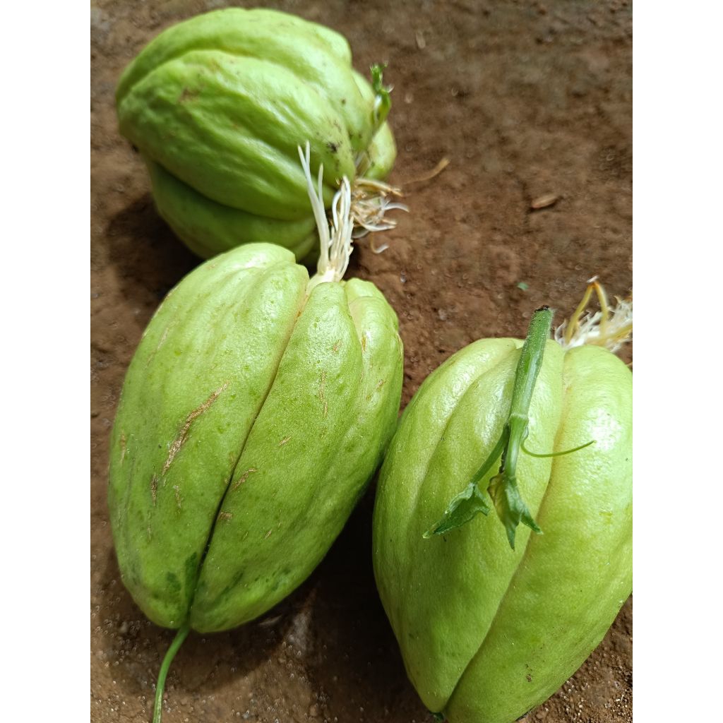 bibit labusiam siap tanam/bibit labu siam sayur