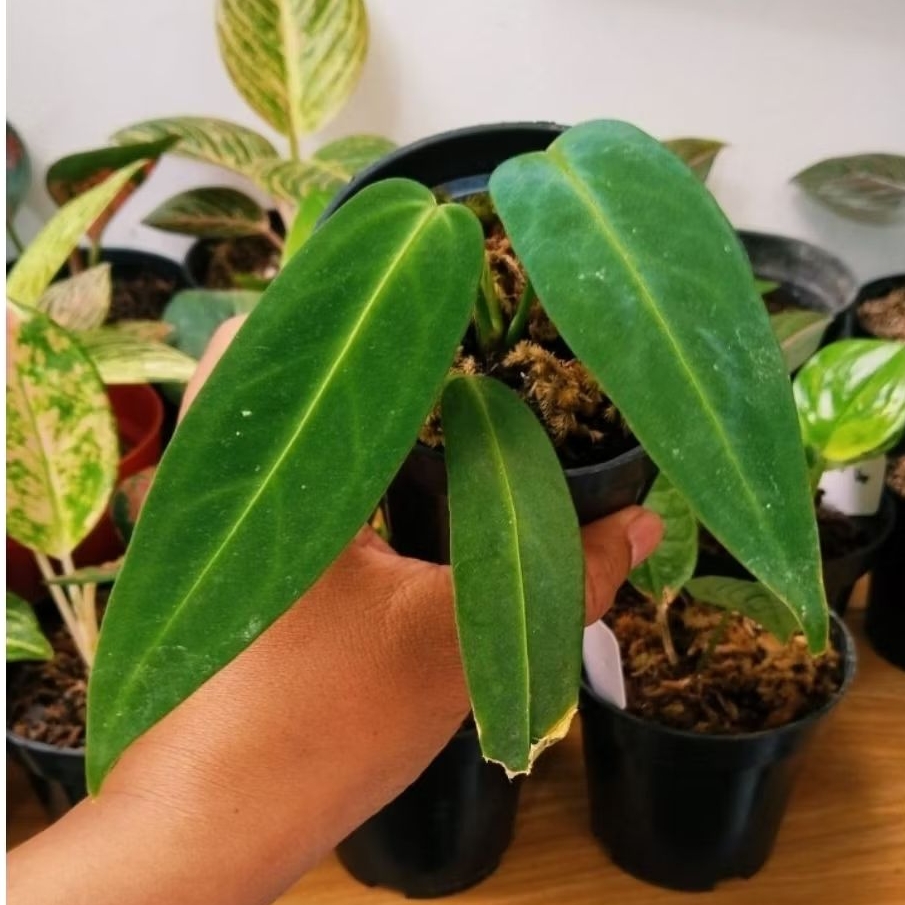 anthurium warocqueanum