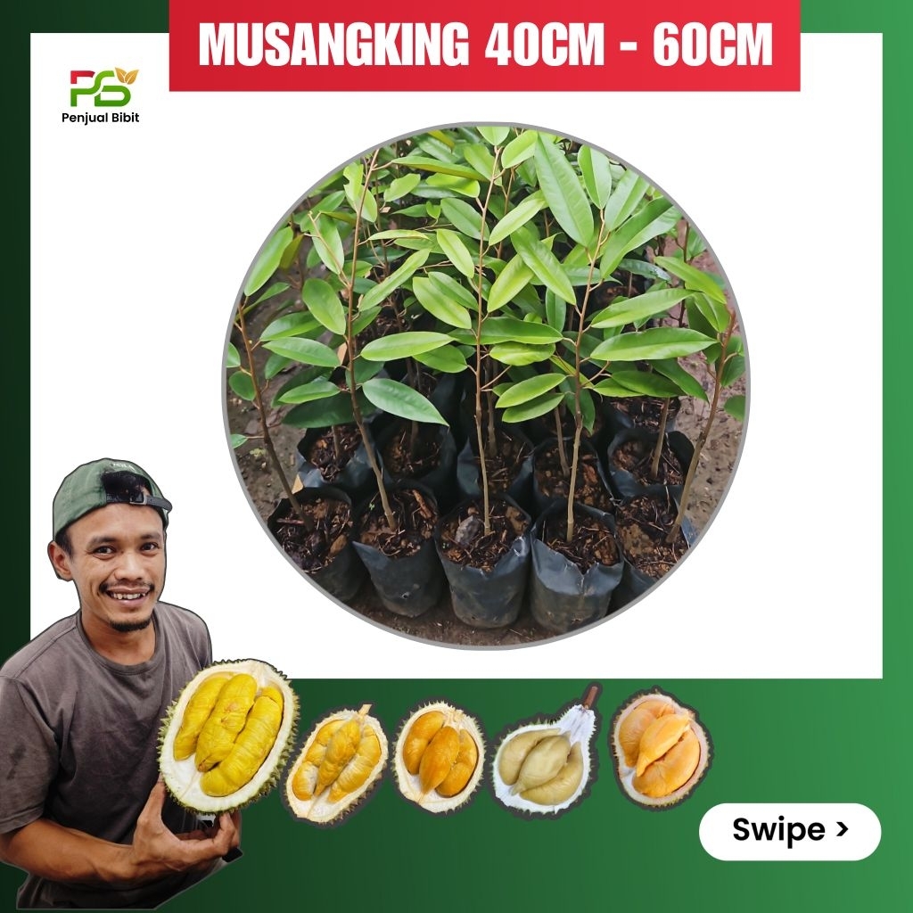 Bibit Durian Musangking Okulasi Sambung Pucuk