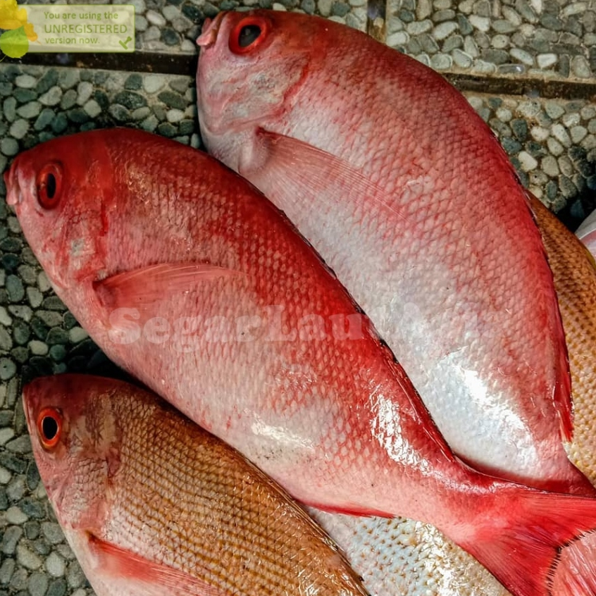 Ikan Kakap Merah / Ikan Kakap Merah Segar / Ikan Kakap Merah 1Kg / Ikan Kakap Merah Sawo Wakung / Se