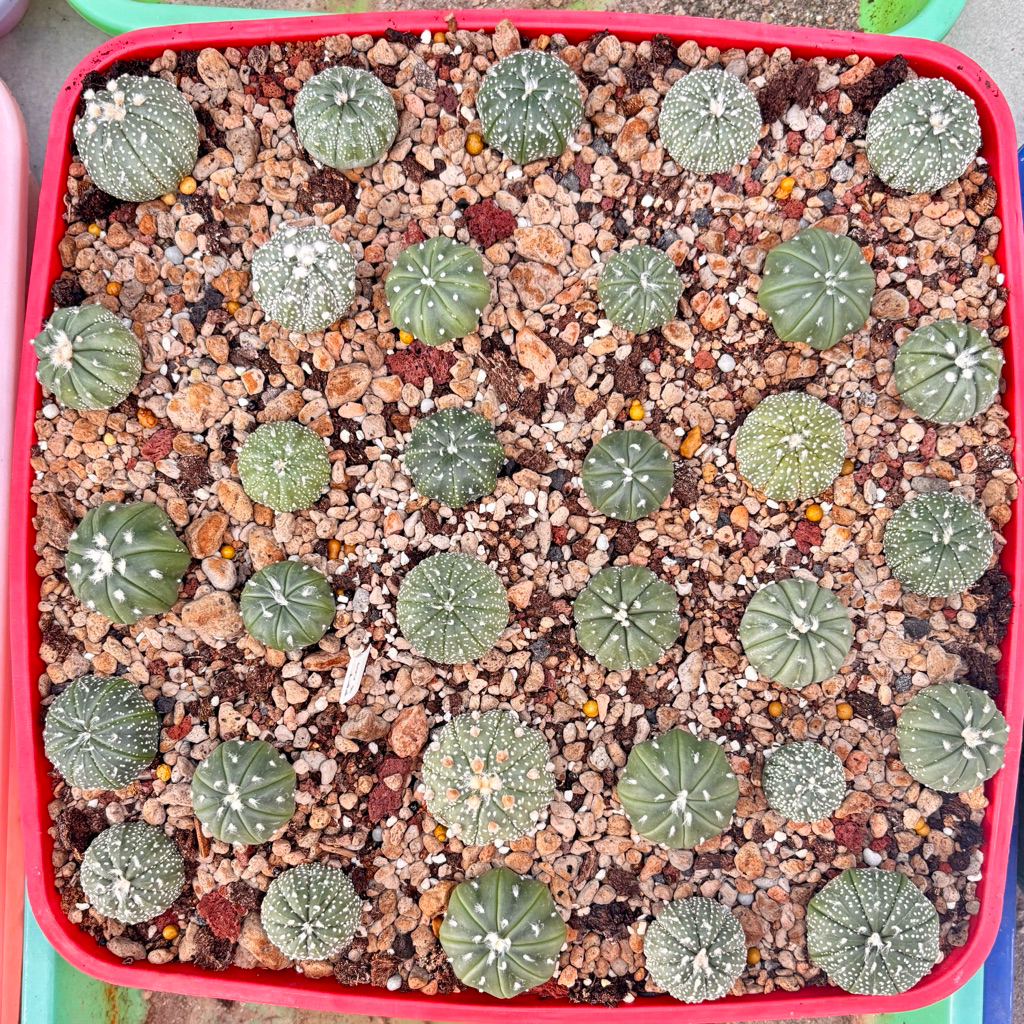 Termurah Grosir Paket Kaktus Astro Ooibo Starshape Fukuryu Astrophytum Asterias Grosir