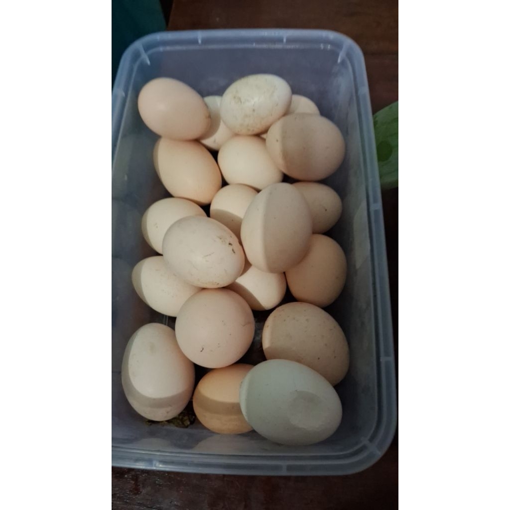 telur ayam kampung organik