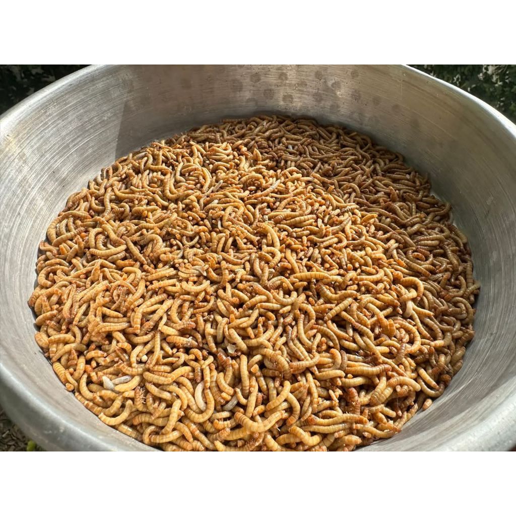 ULAT HONGKONG 500 GRAM/PAKAN BURUNG