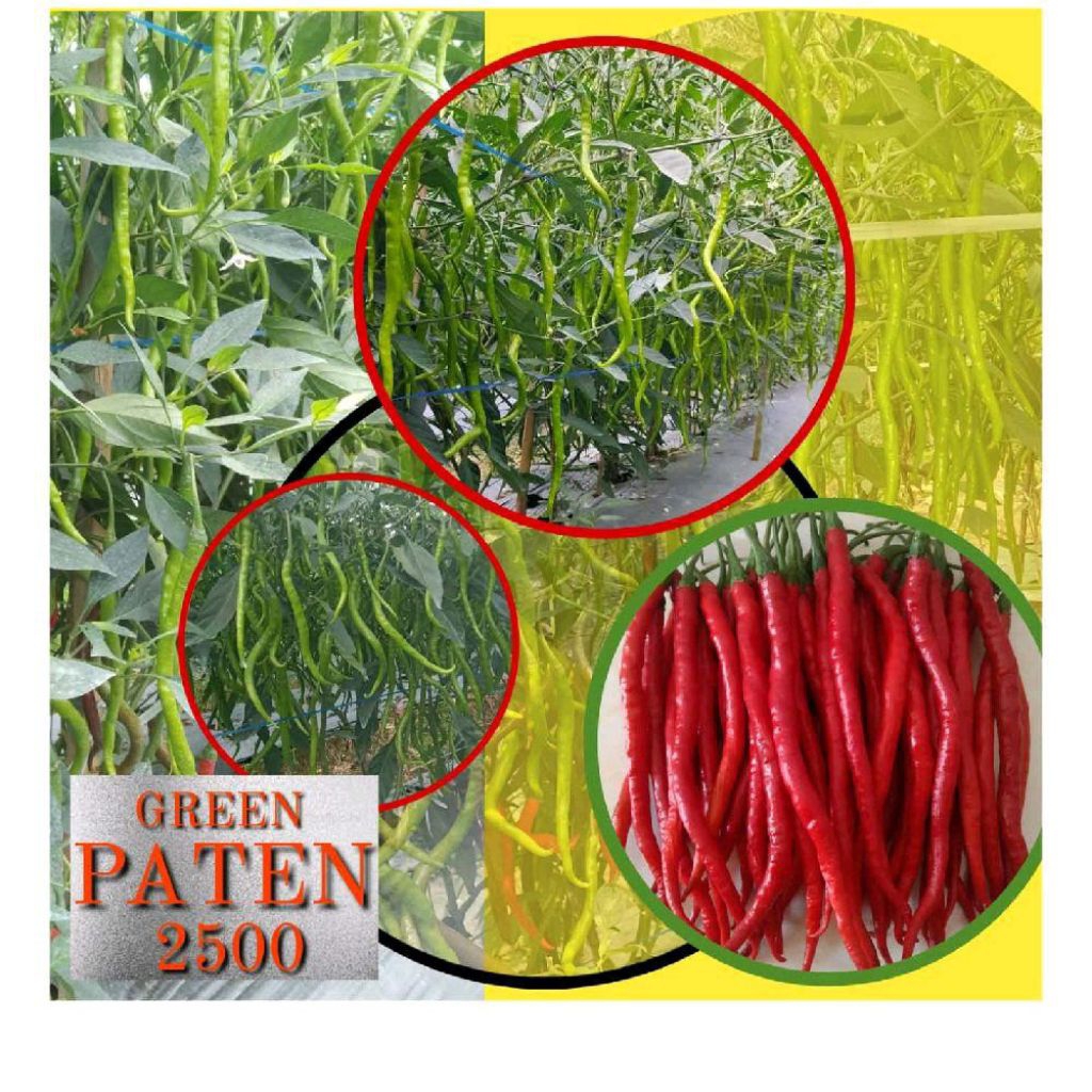 Bibit Cabe Green Paten 2500 Medan Local Seed