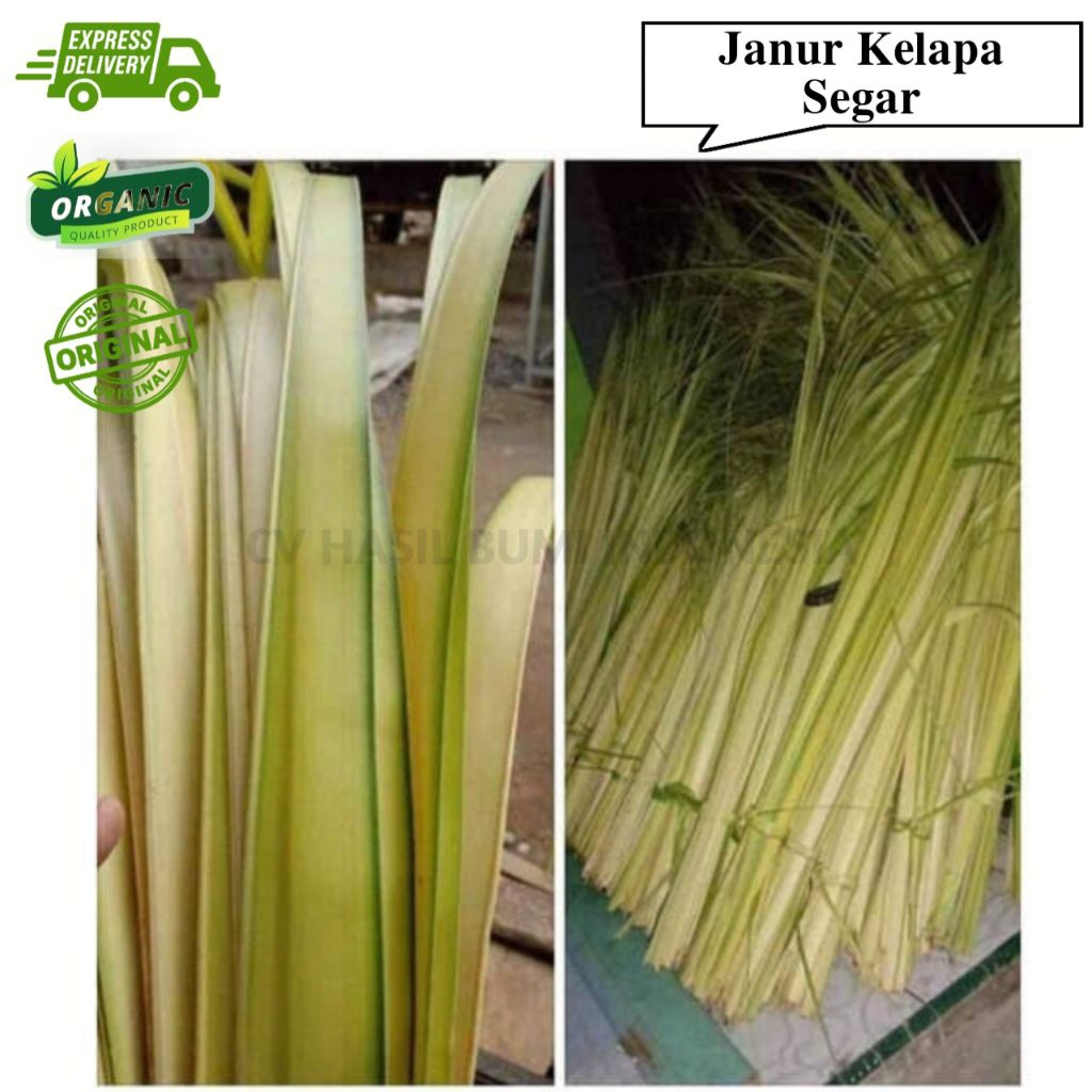 janur kelapa kuning / pohon kelapa / janur ketupat /janur dekorasi pernikahan
